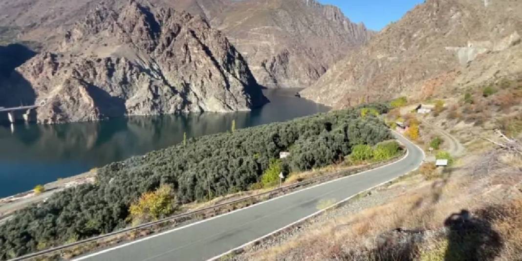 Çin’den ödüllü zeytinde hasat vakti geldi! Kilosu 400 TL’den satılıyor: 12 metre yükseklikten özenle toplanıyor 3